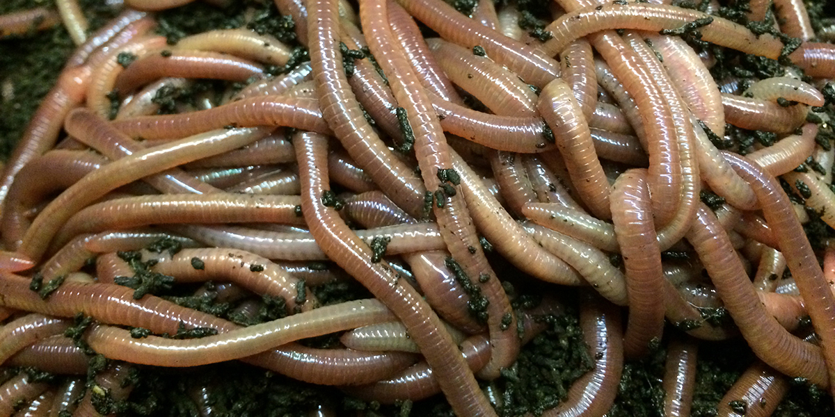 Many cocoons seen in my nightcrawler VermiBag (ANCs) - worm vermicomposting  