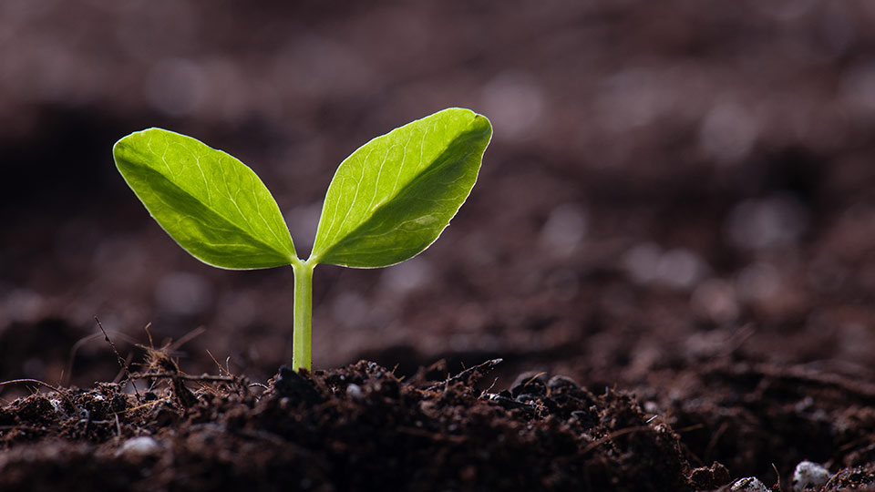Tea seed meal manufacturer Tea seed meal manufacturer