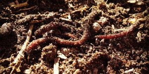 How to use Earthworms for composting and gardening