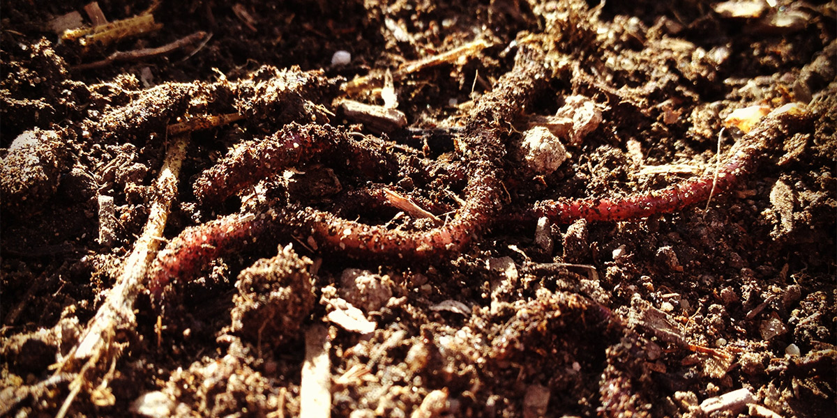 Earthworms for Composting and Gardening - Rocky Mountain Organic Supply