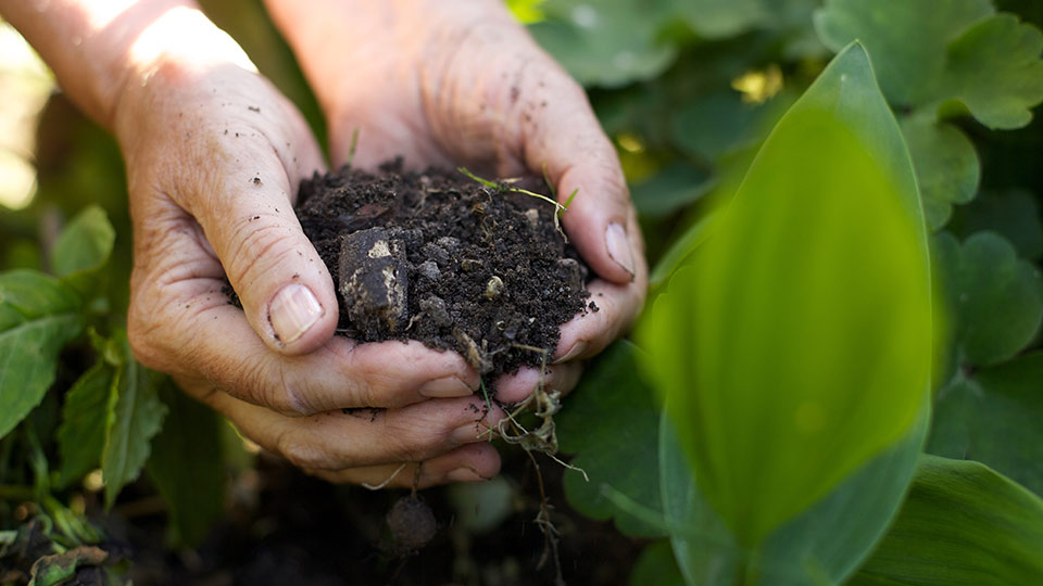 Natural Solutions to improve soil biology cover image